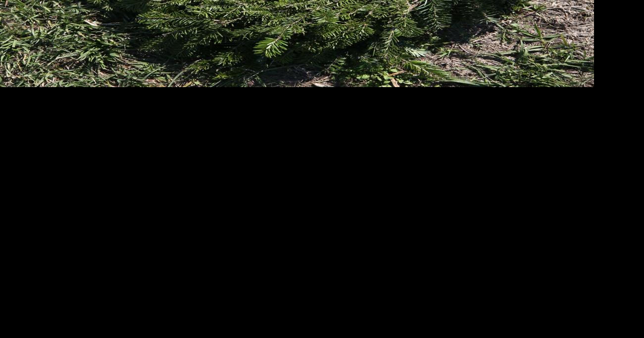 Veterans honored with wreathlaying ceremony Local News The Daily News