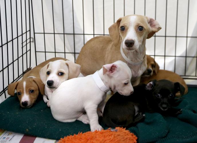 Galveston humane society gets 48 animals in one day Local News The