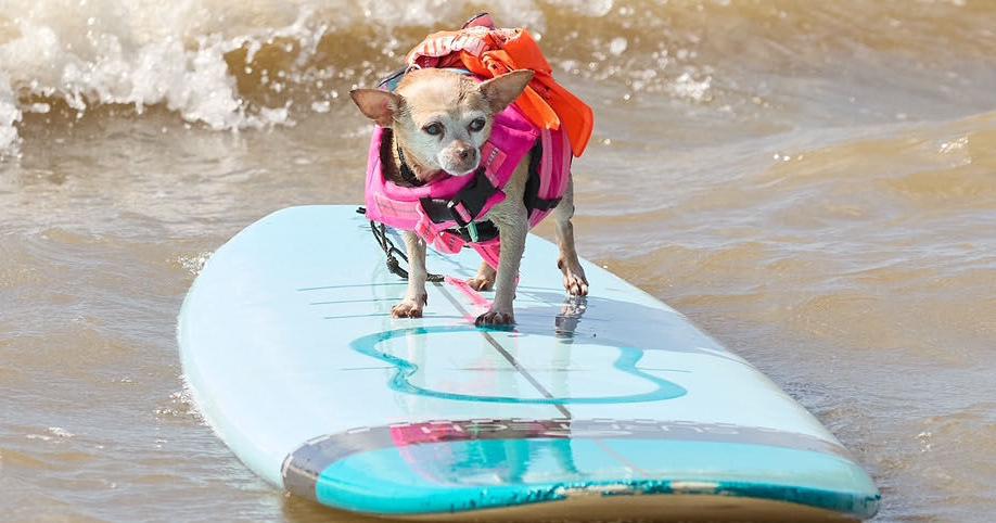 Surf's up for pups