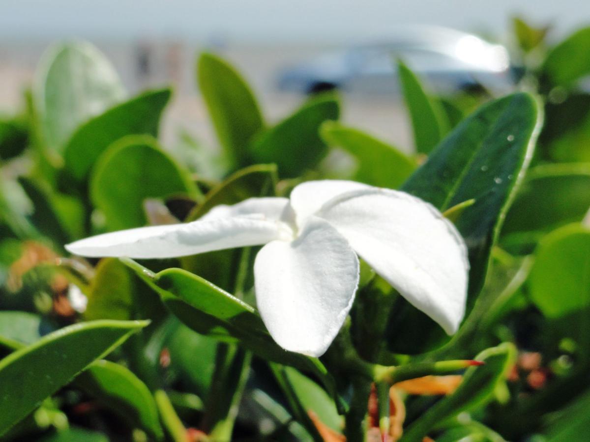 Plant of the month Natal plum Leisure The Daily News