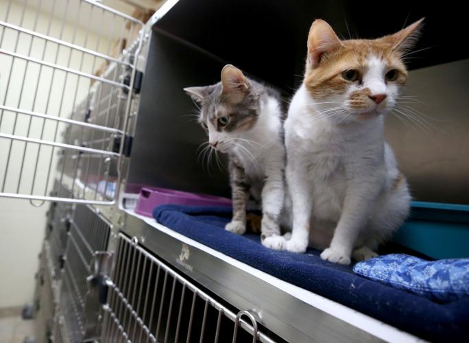 Animal shelters in Galveston County stretched as people surrender pets