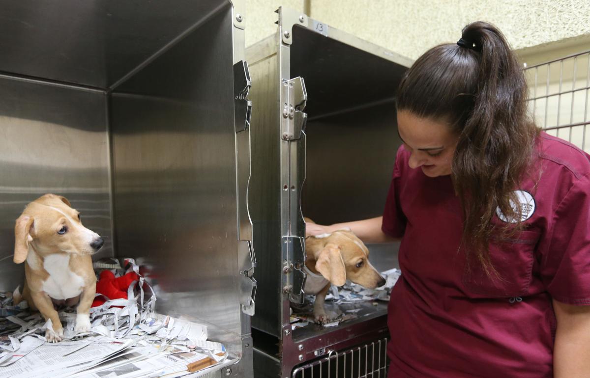 Galveston humane society gets 48 animals in one day Local News The
