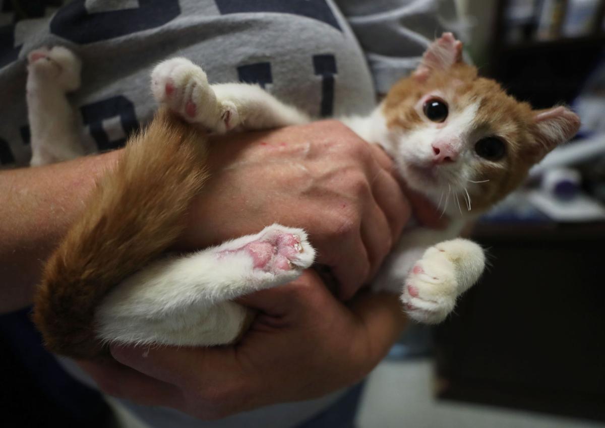 Kitten torture case stalled for lack of leads Free News The Daily News