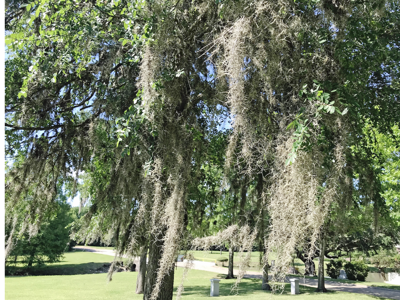 Spanish Moss Is An Oddity Of The Plant World The Daily News