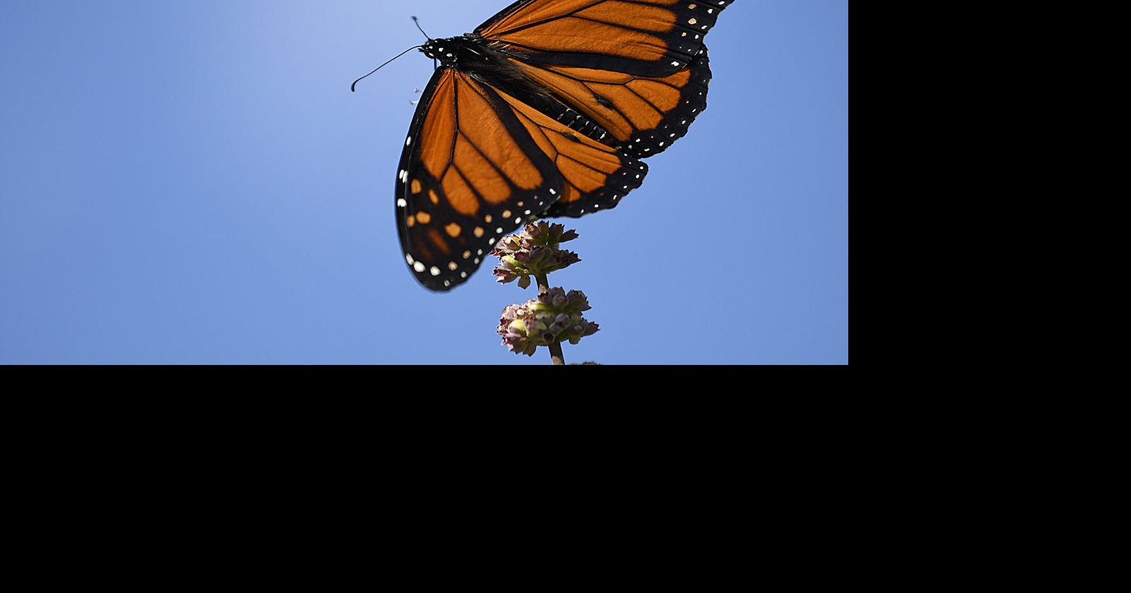 Monarch butterflies migrating through Texas Local News The Daily News
