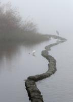 Saving wetlands can be a DIY project for landowners