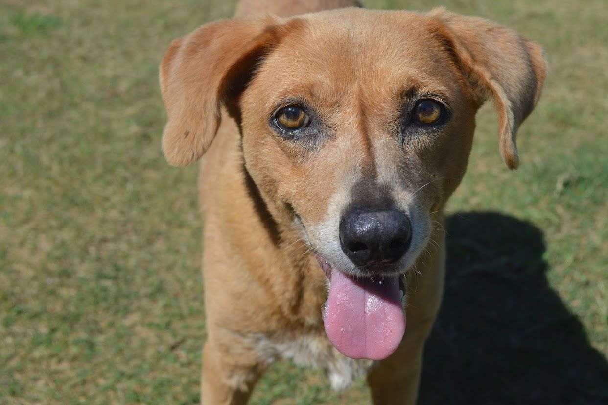 animal resource center near me