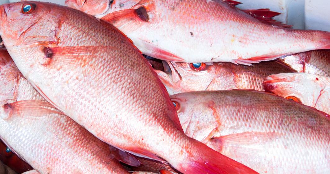 Red Snapper Rundown Federal red snapper season off Texas coast ends record run Nov. 21 ...