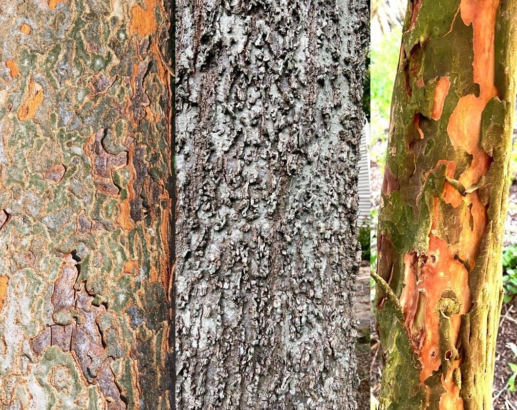 Tree Bark -  Hong Kong