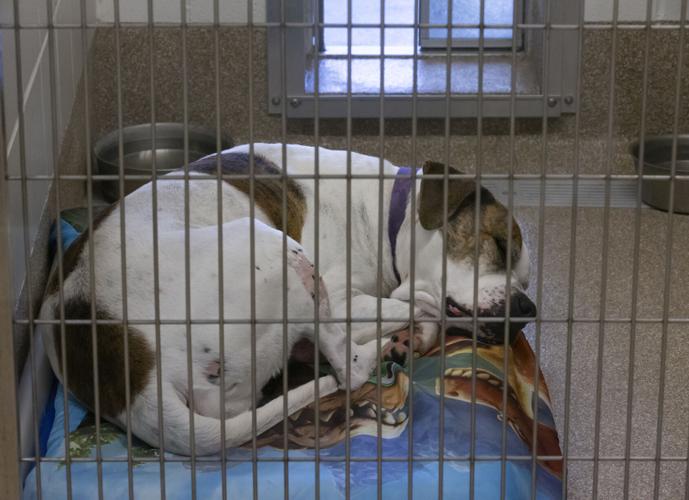 Animal shelters in Galveston County stretched as people surrender pets