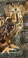 Raptor Project brings predators to Texas State Forest Festival