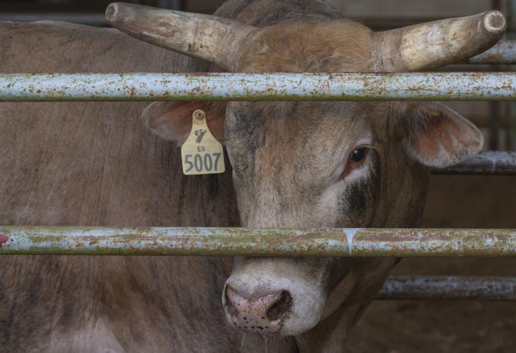 Photos Galveston County Fair and Rodeo Opens In Focus The Daily News