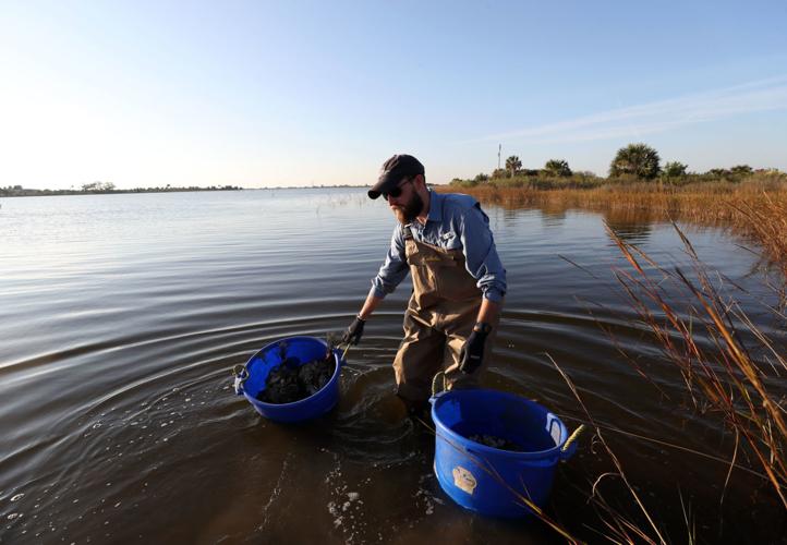 Galveston Bay Foundation collects fall oyster crop Local News The Daily News