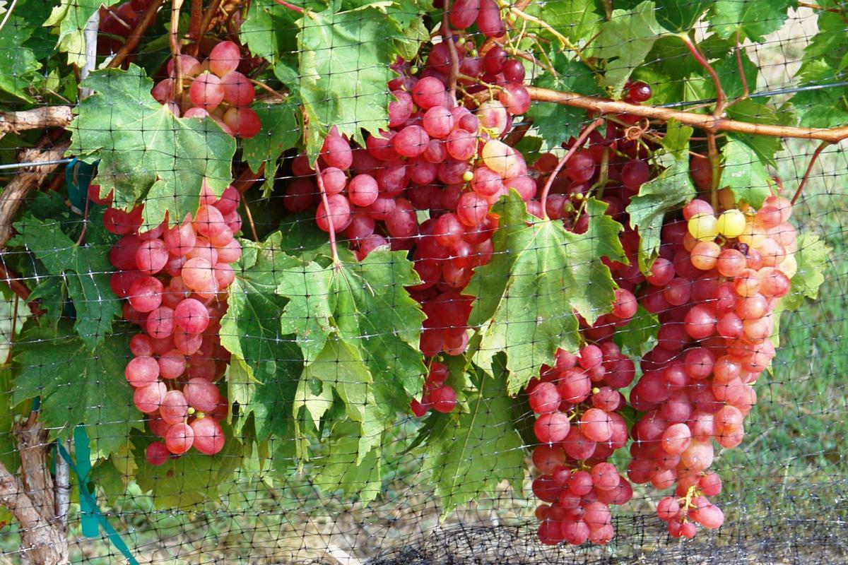 Master Gardeners answer questions during annual plant sale Lifestyle