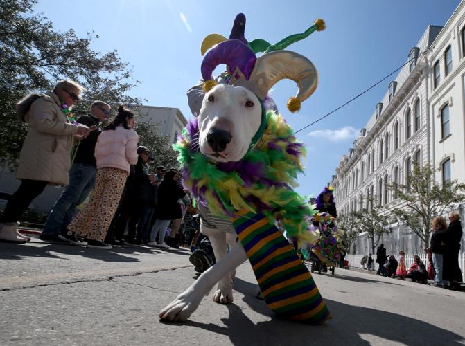 Children’s parades and pets close out second weekend of Mardi Gras
