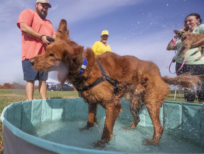 Galveston Kennel Club hosts dog coursing trials Local News The Daily News