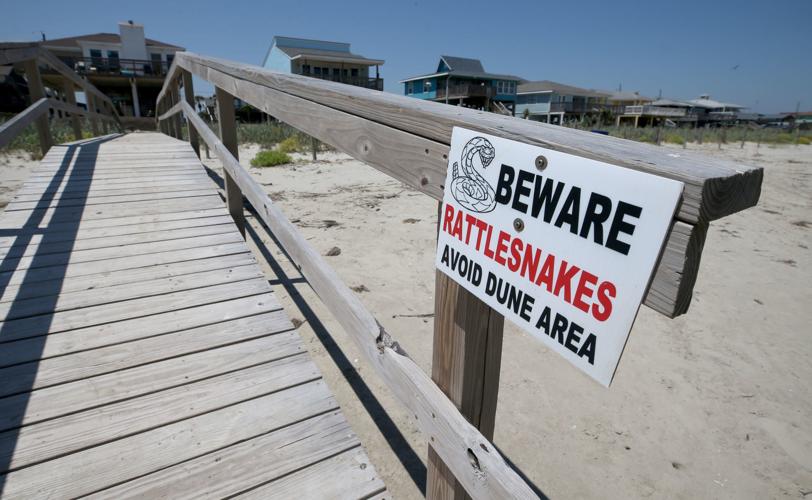 Galveston has the cure for snake bites, experts say Local News The Daily News