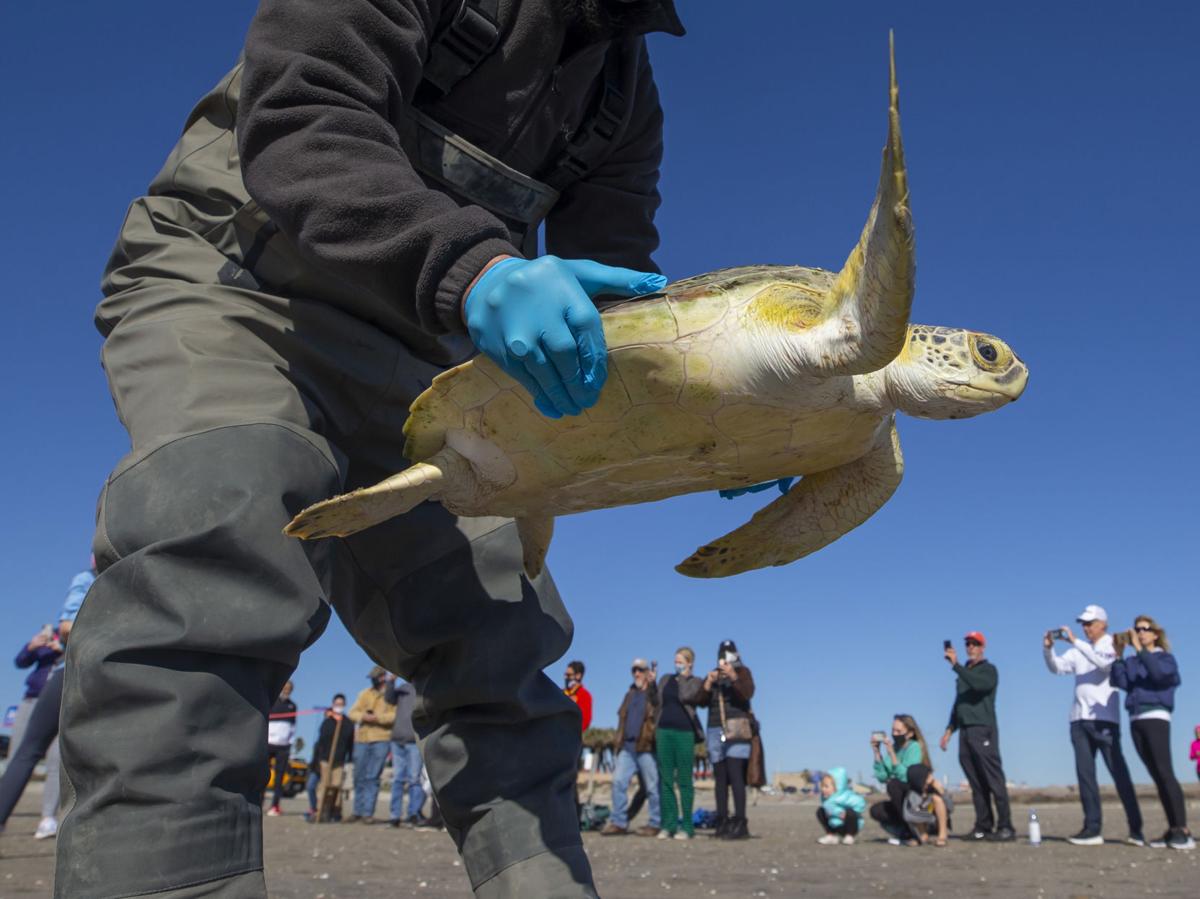 Rescued green turtles released back into the sea in Galveston Local