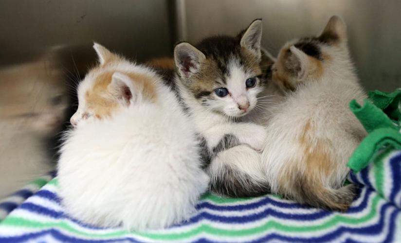 Animal shelters brace for 'kitten season' Local News The Daily News