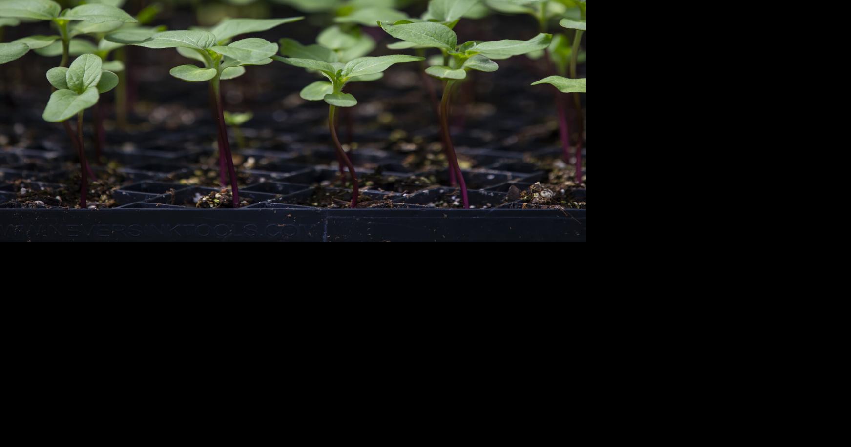Seeding Galveston