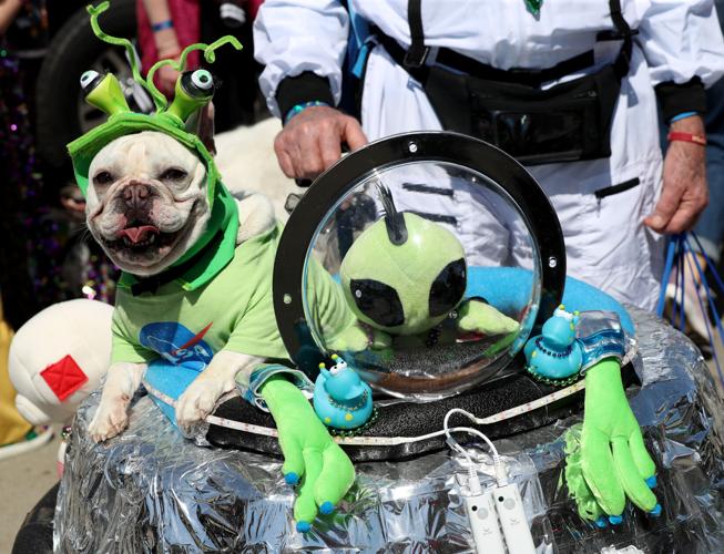 galveston mardi gras pet parade 2025