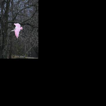 Bulletin Board for Jan. 11 | Bulletin Board | The Daily News