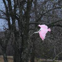 Bulletin Board for Jan. 11 | Bulletin Board | The Daily News