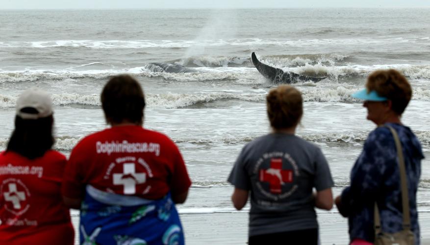Whale Beached on Galveston's West End