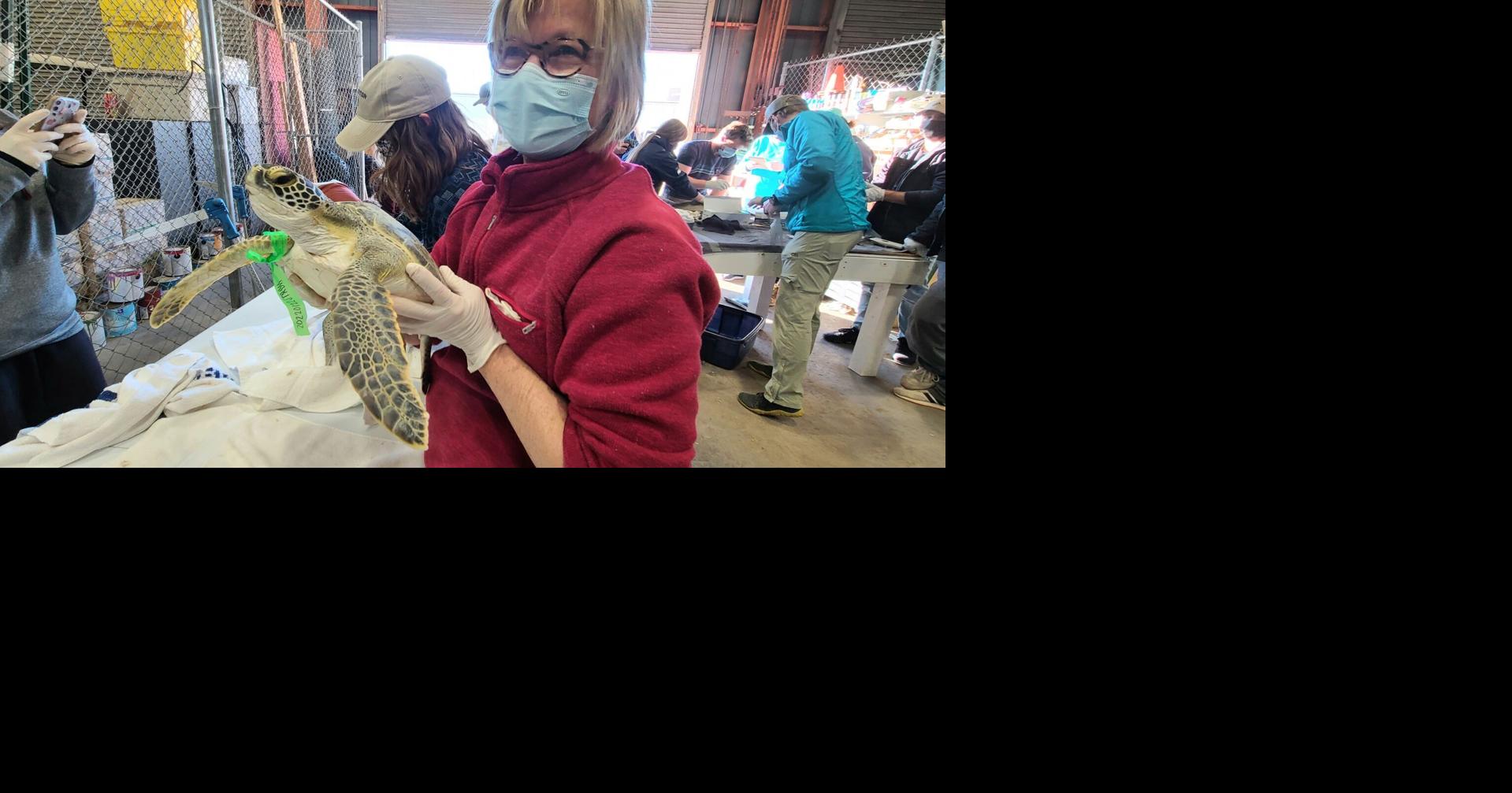 Sea turtles recovering in Galveston center after weekend cold stun ...