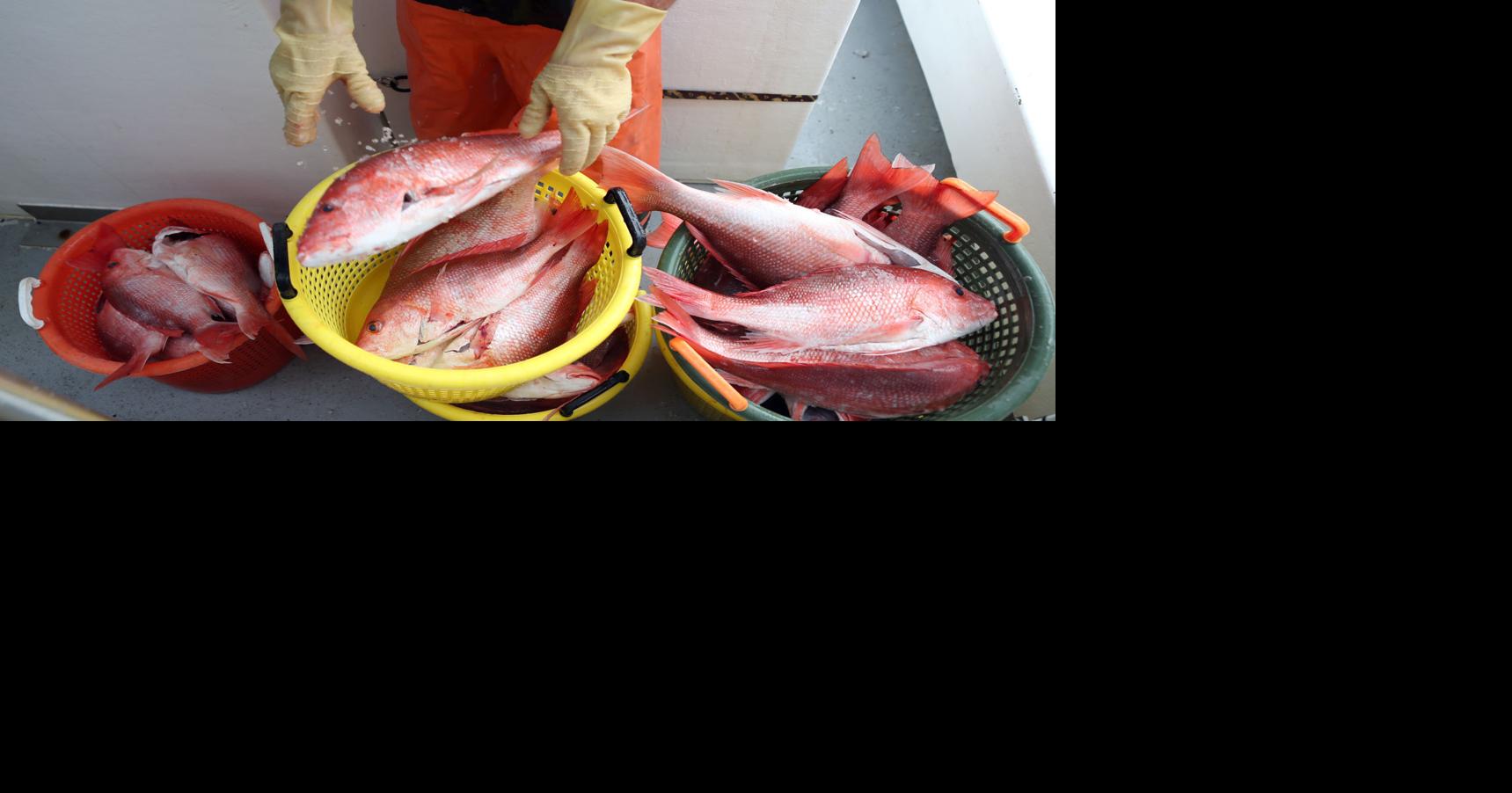 Biologists: Snapper count based on best science | Local News | The ...