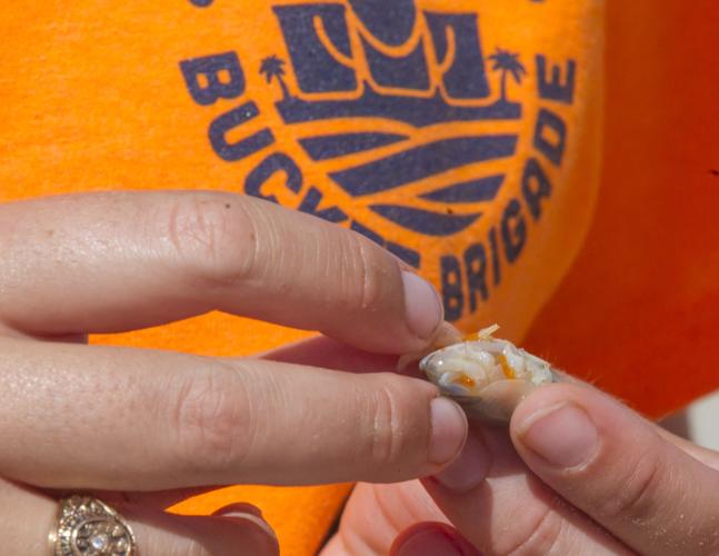 Bucket Brigade aims to teach lesson on beach life Local News The