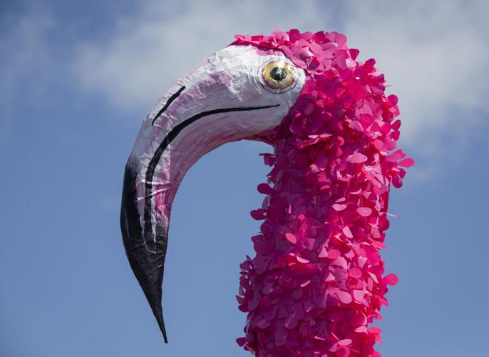 ‘Flamingos’ flock to downtown Galveston for annual parade Local News