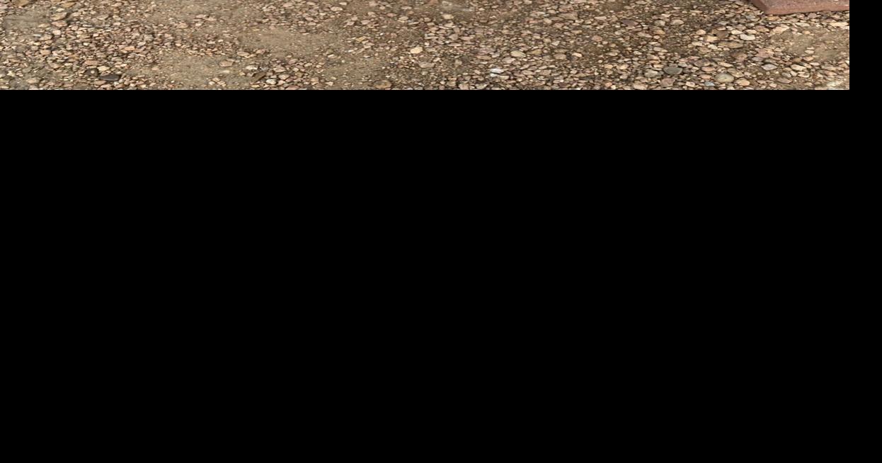 Galveston Island Humane Society pets of the week Lifestyle The