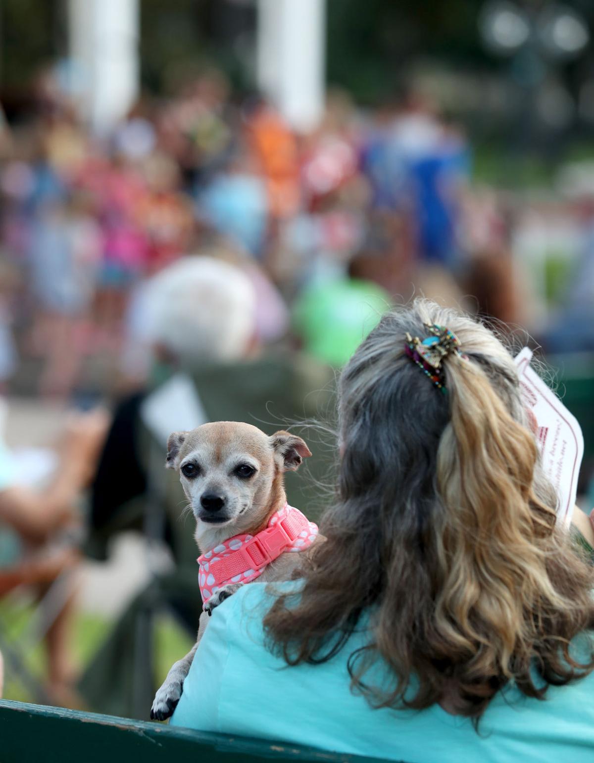 Galveston Beach Band's weekly concerts entertains all ages Local News