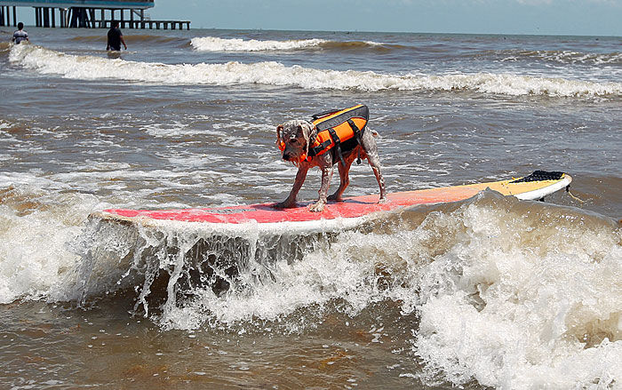 Surf Dog Competition benefits Galveston Island Humane Society | Local