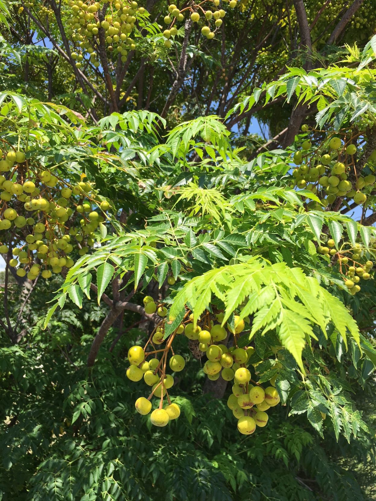 Are chinaberry sale trees poisonous