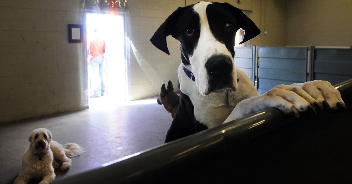 Making Sure You Leave Your Pet In Good Paws While You Re Away Lifestyle Gazette 