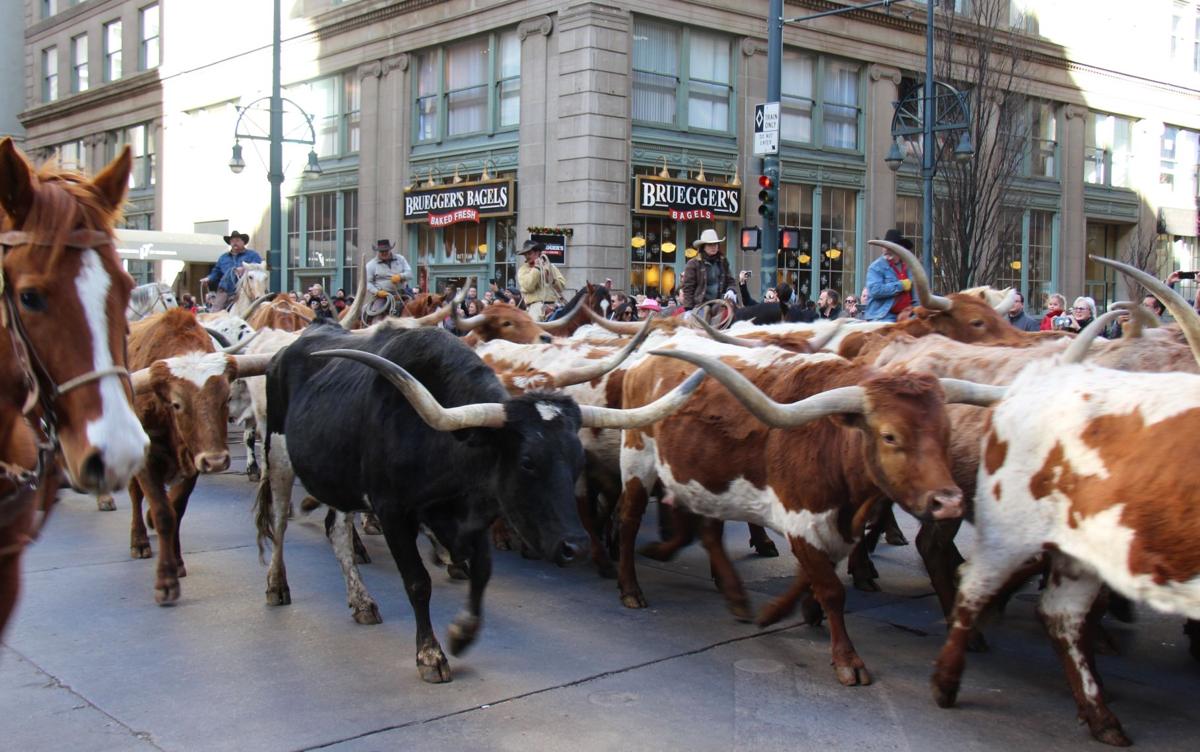 Searle Ranch longhorns kick off 2020 stock show