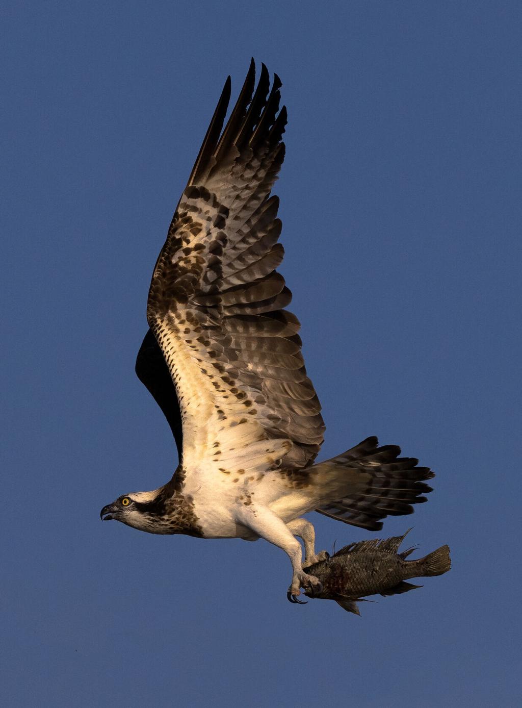 Osprey earns the nickname 'Fish Hawk', Words on Birds