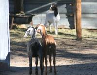 The Country Life Wishing Star Farm East Of Colorado Springs Rebounds After Devastating Attacks Lifestyle Gazette Com