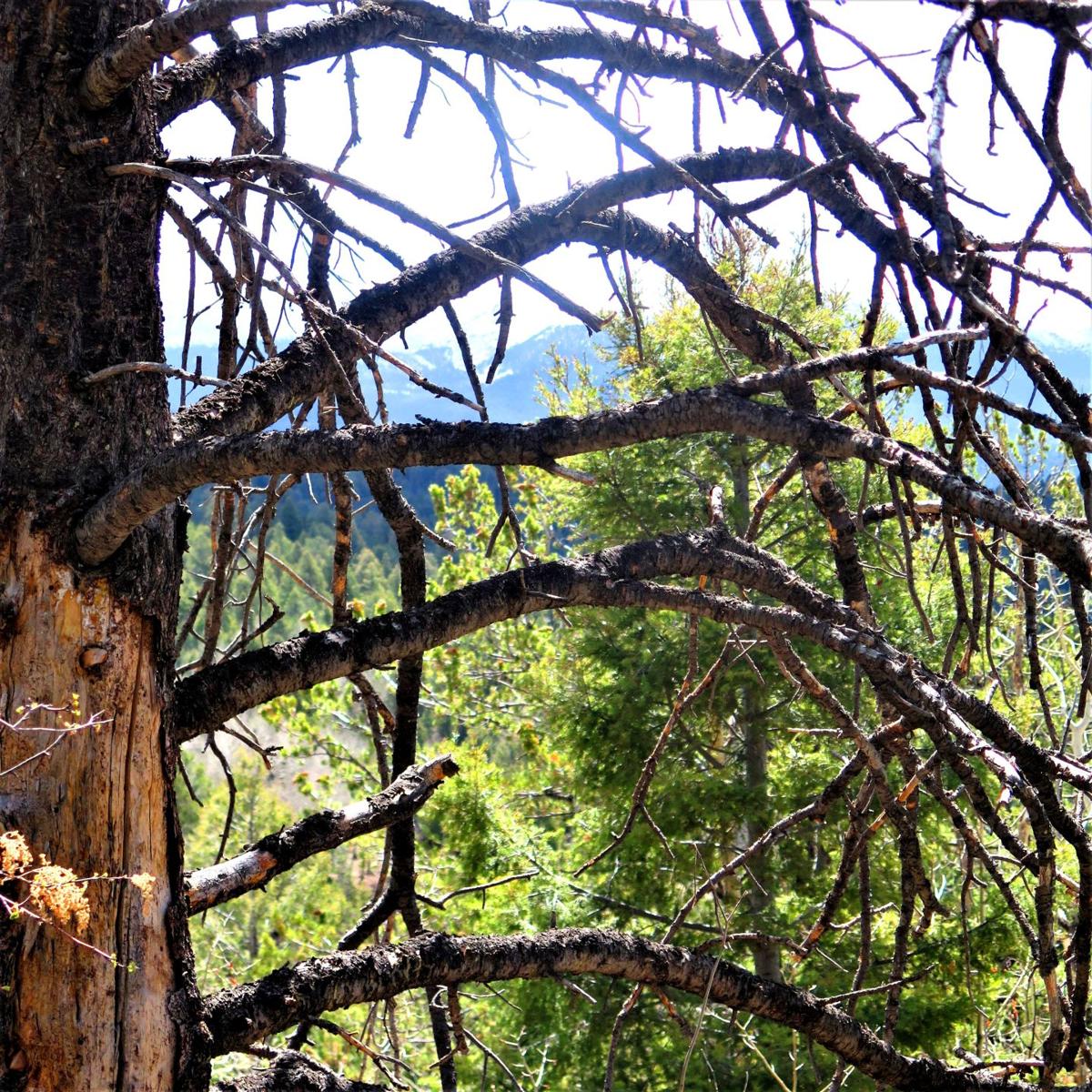 Exploring a Teller jewel: Mueller State Park along the Continental Divide