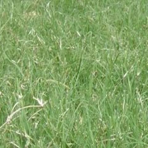 Low Maintenance Native Grasses Usually Save You Some Green