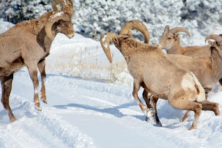 Bighorn sheep overcome truck breakdown, train to become prolific herd Wildlife Matters | Thetribune |