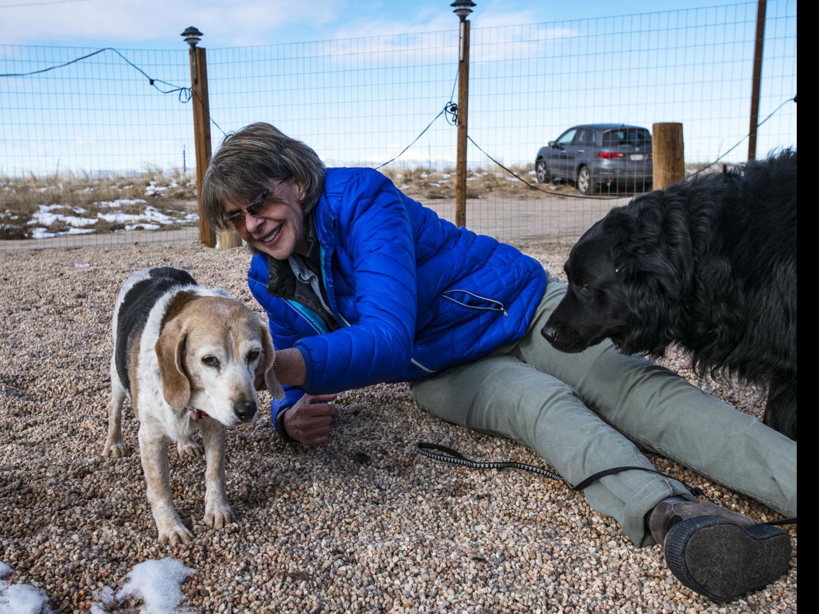 New Colorado Rescue Focuses On Senior Dogs Lifestyle Gazette Com