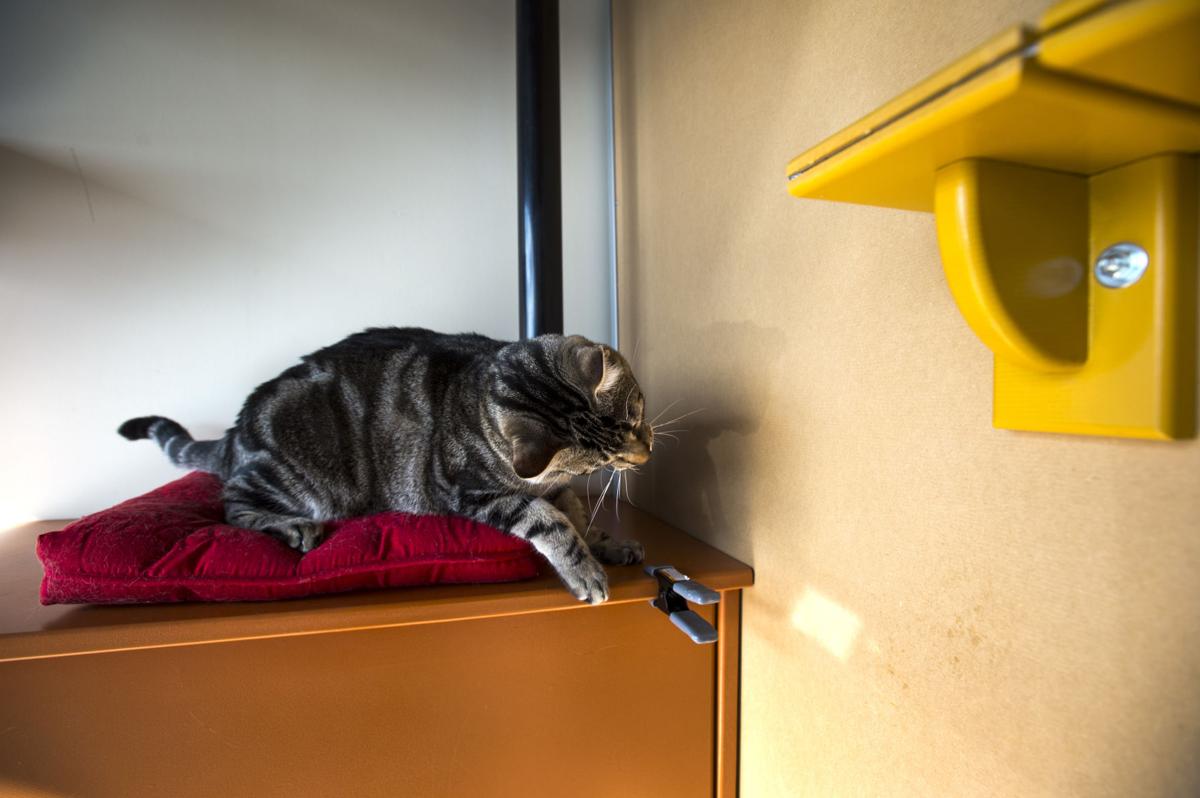 New Cat Hotel In Colorado Springs Offers Different Boarding Option