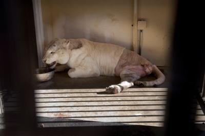 Serenity Springs Party Wednesday Watch Show Help Big Cats