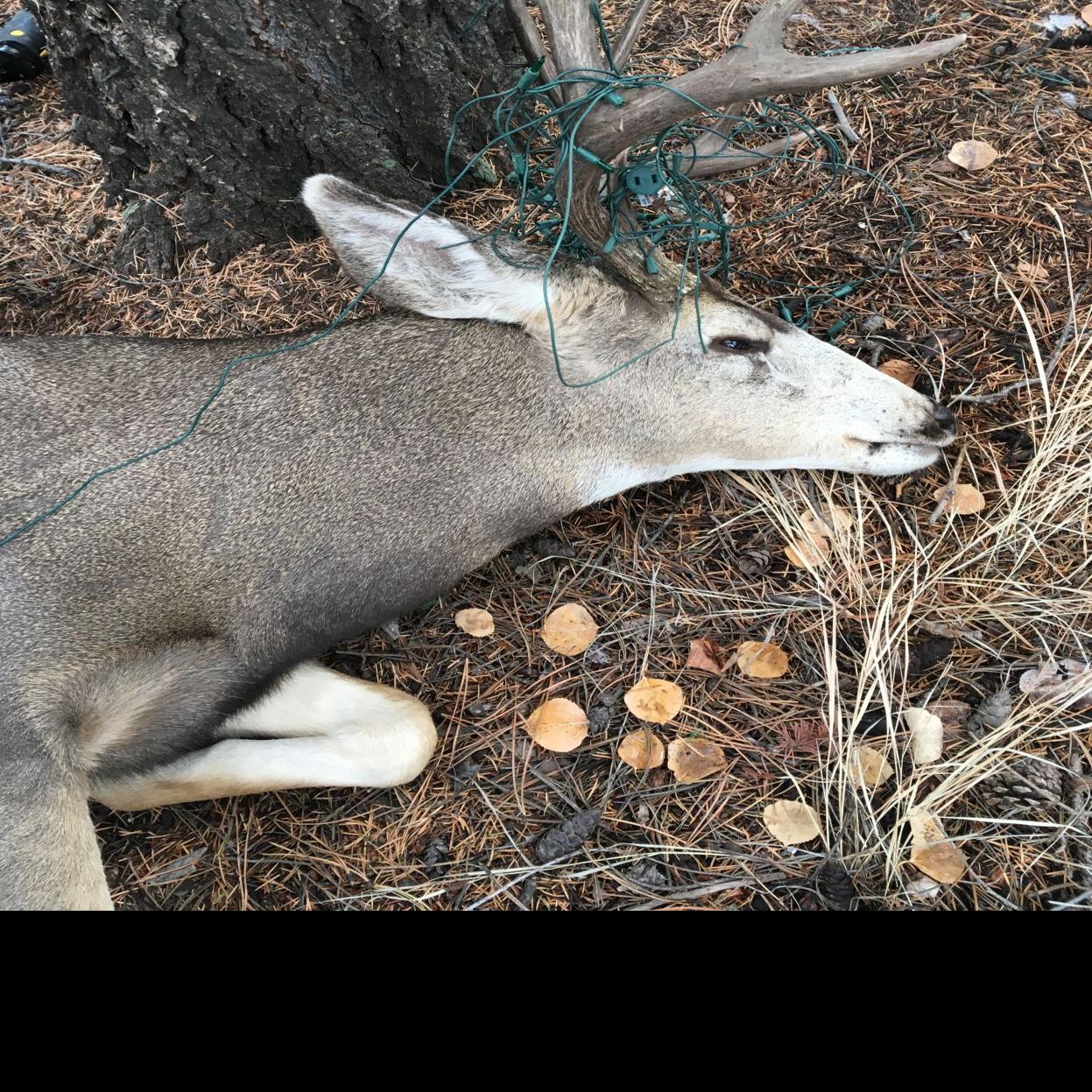 Deer With Christmas Lights In Antlers In Colorado Springs 2022 Give Wildlife A Holiday Treat By Protecting Them From Your Decorations |  Wildlife Matters | Cheyenne Edition | Gazette.com