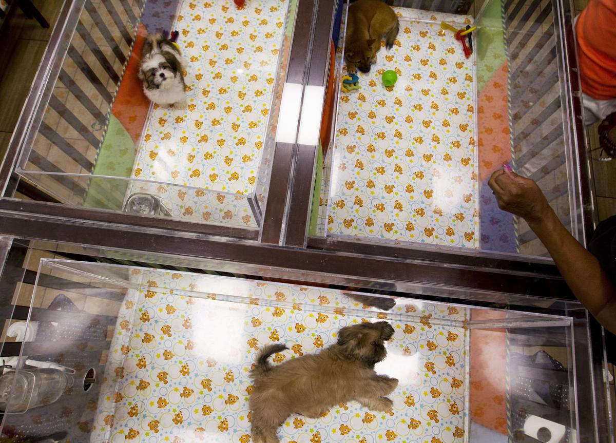 Animal Rights Activists Seeking To Ban Puppy Sales In Colorado Springs Pet Shops Agree To Work On Compromise With Sellers Local County Politics Gazette Com