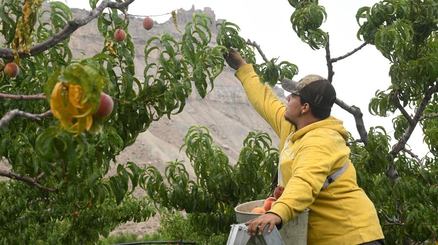 Palisade Peaches: Delicious Colorado History