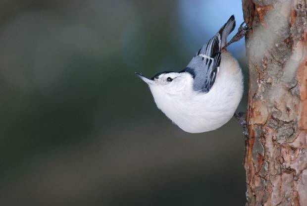 (Photo by Nancy Brandt, courtesy of the Cornell Lab of Ornithology)